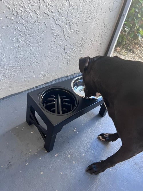 A black dog drinking from the stainless bowl on the raised stand
