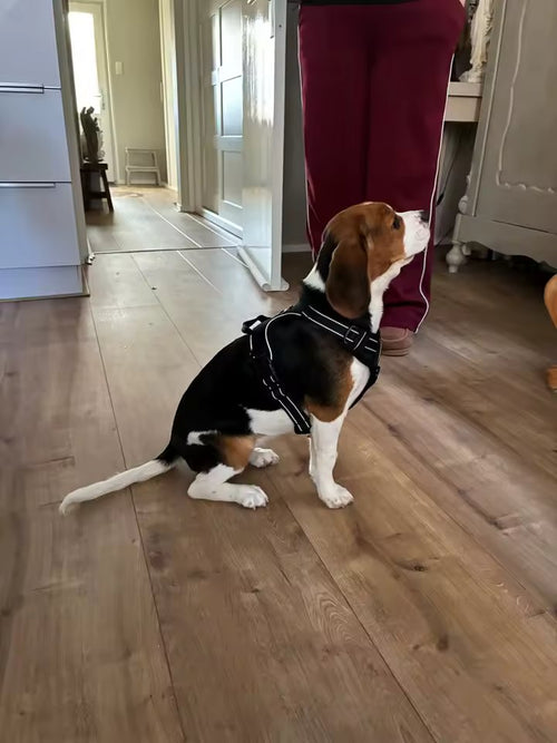 A beagle wearing the black no-pull harness on a wooden floor at home