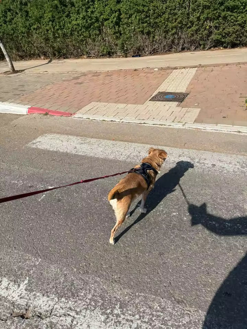 A tan dog walking on a lead outdoors wearing the black harness