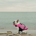 French bulldog wearing a pink dog life jacket with a chin float, sitting on wet sand at the edge of a calm sea